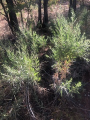 Pechuel-loeschea leubnitziae