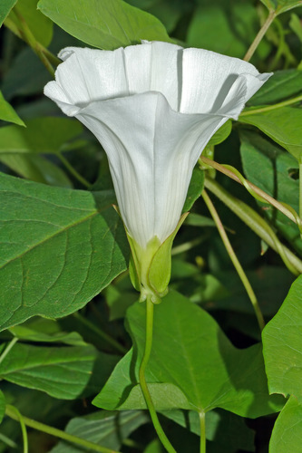 Vilucchio bianco