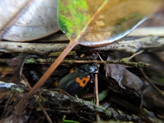 Nicrophorus nepalensis
