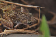 Eleutherodactylus verrucipes