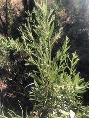 Pechuel-loeschea leubnitziae