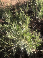 Pechuel-loeschea leubnitziae