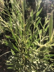 Pechuel-loeschea leubnitziae