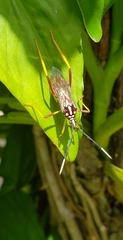 Holhymenia histrio