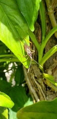 Holhymenia histrio