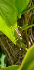 Holhymenia histrio