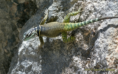 Noble Spiny Lizard
