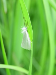 Rupela sejuncta