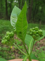 Asclepias exaltata