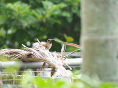 Lonchura punctulata topela