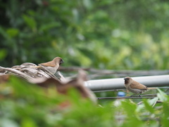 Lonchura punctulata topela