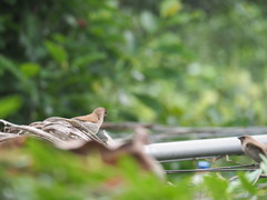 Lonchura punctulata topela