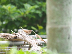 Lonchura punctulata topela