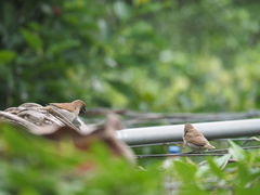 Lonchura punctulata topela