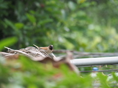 Lonchura punctulata topela