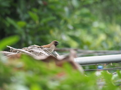 Lonchura punctulata topela