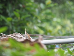 Lonchura punctulata topela