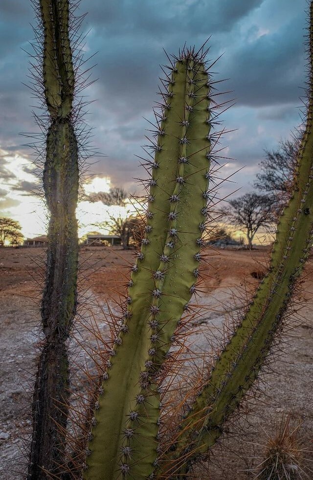 Cereus jamacaru