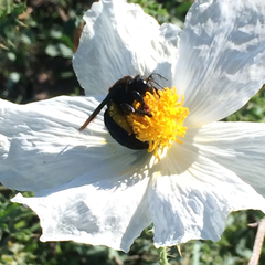 Xylocopa californica arizonensis