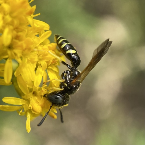 Pleasant Beewolf photo 3
