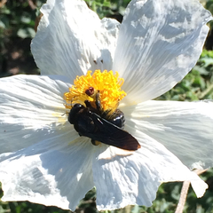 Xylocopa californica arizonensis