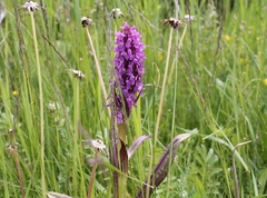 Dactylorhiza incarnata cruenta