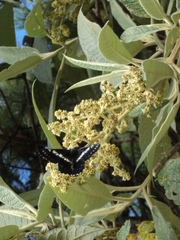 Catasticta teutila