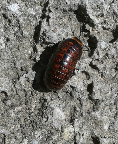 Glomeris klugii, photo 6 of 10