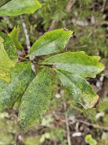 Image of Alseuosmia quercifolia by (c) Angus Campbell, some rights reserved (CC BY)