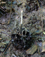 Xylaria liquidambar