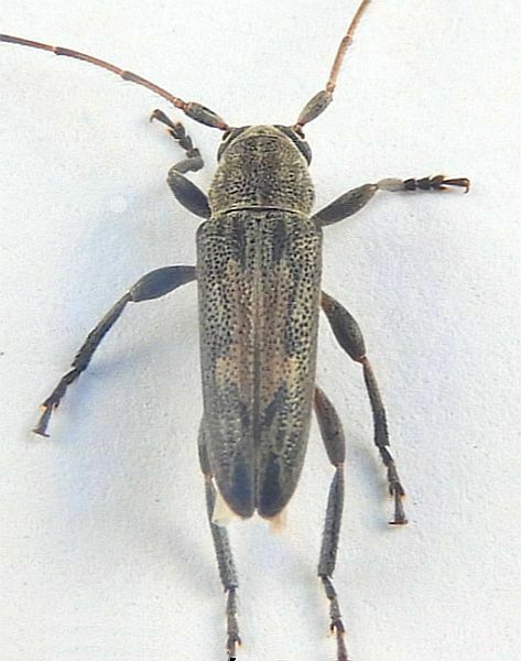 Lypsimena fuscata