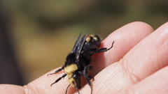 Strepsiptera