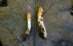 Trichoderma alutaceum