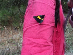 Catasticta teutila