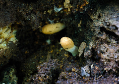 Trichoderma alutaceum