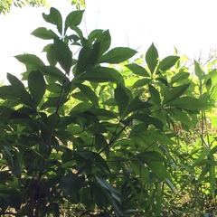 Aesculus parviflora
