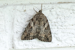 Catocala agrippina