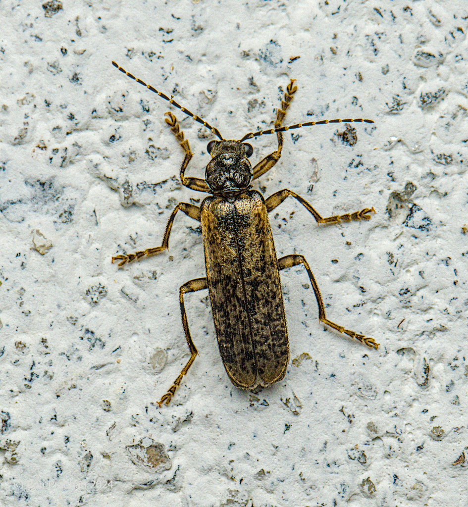 Stenothemus