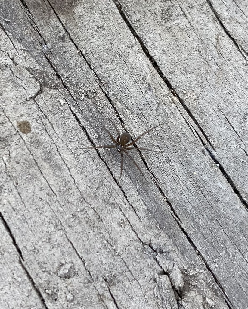 Pholcophora americana