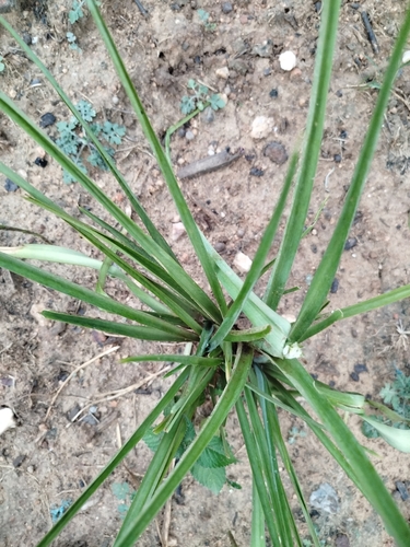 Foto de Tuberosa