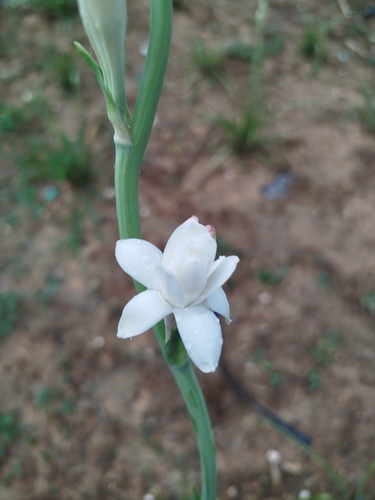 Foto de Tuberosa