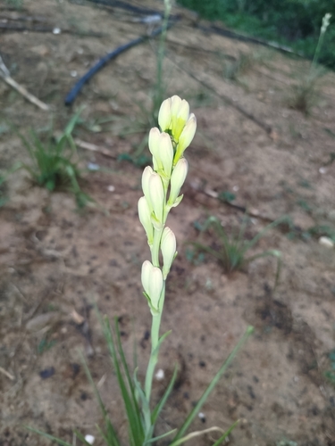 Foto de Tuberosa