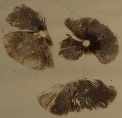 Psathyrella