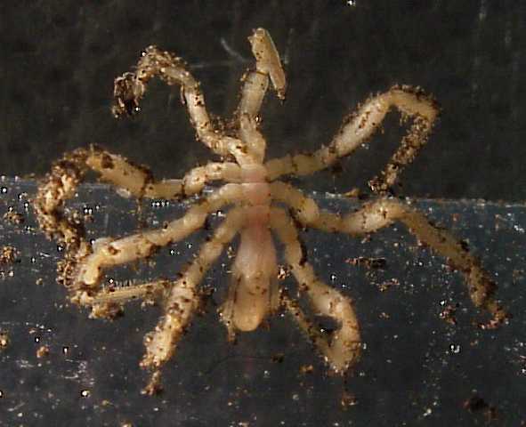 Sericosura