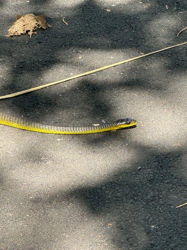Common Tree Snake sighting