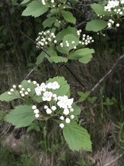 Crataegus succulenta