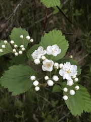Crataegus succulenta