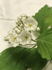 Crataegus succulenta