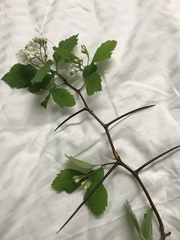 Crataegus succulenta