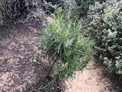 Eriodictyon altissimum